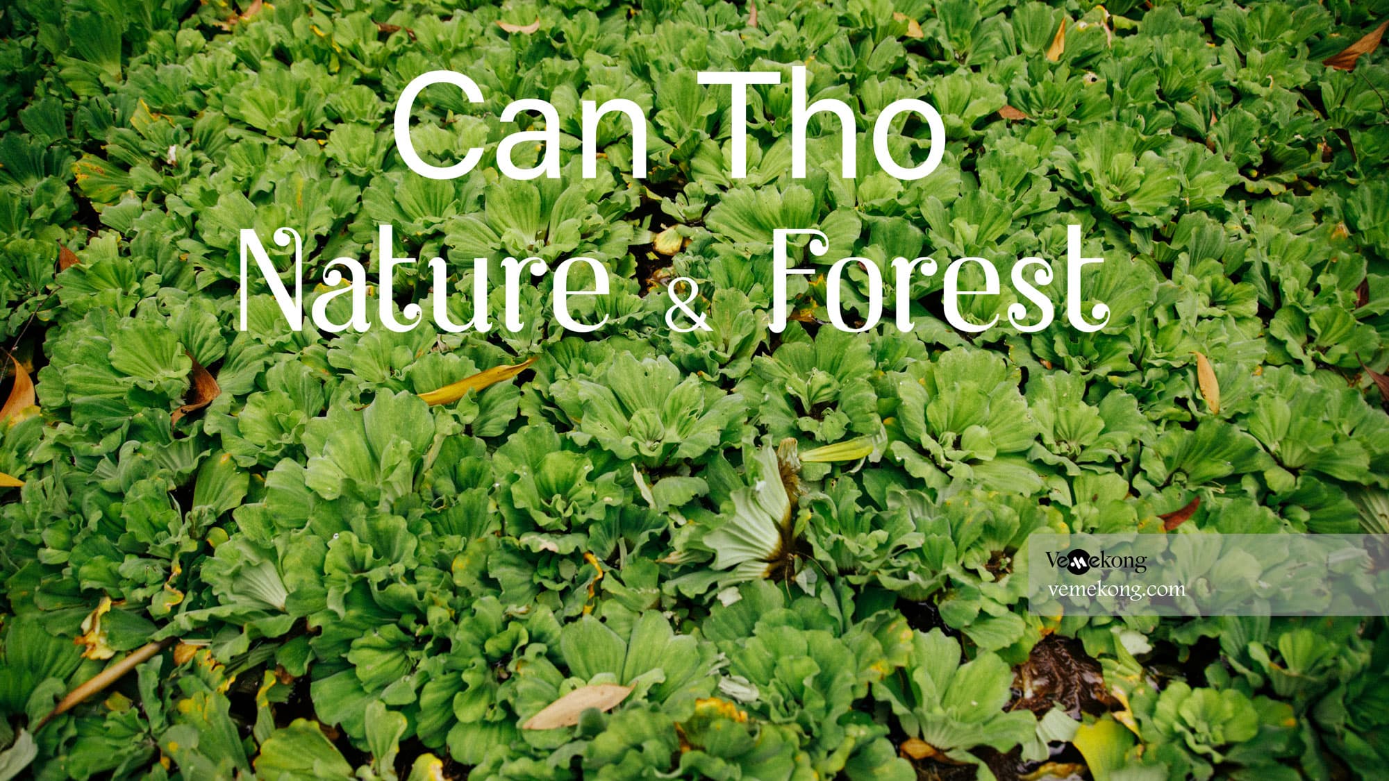 Can Tho Floating Market & Lung Ngoc Hoang Nature Reserve
