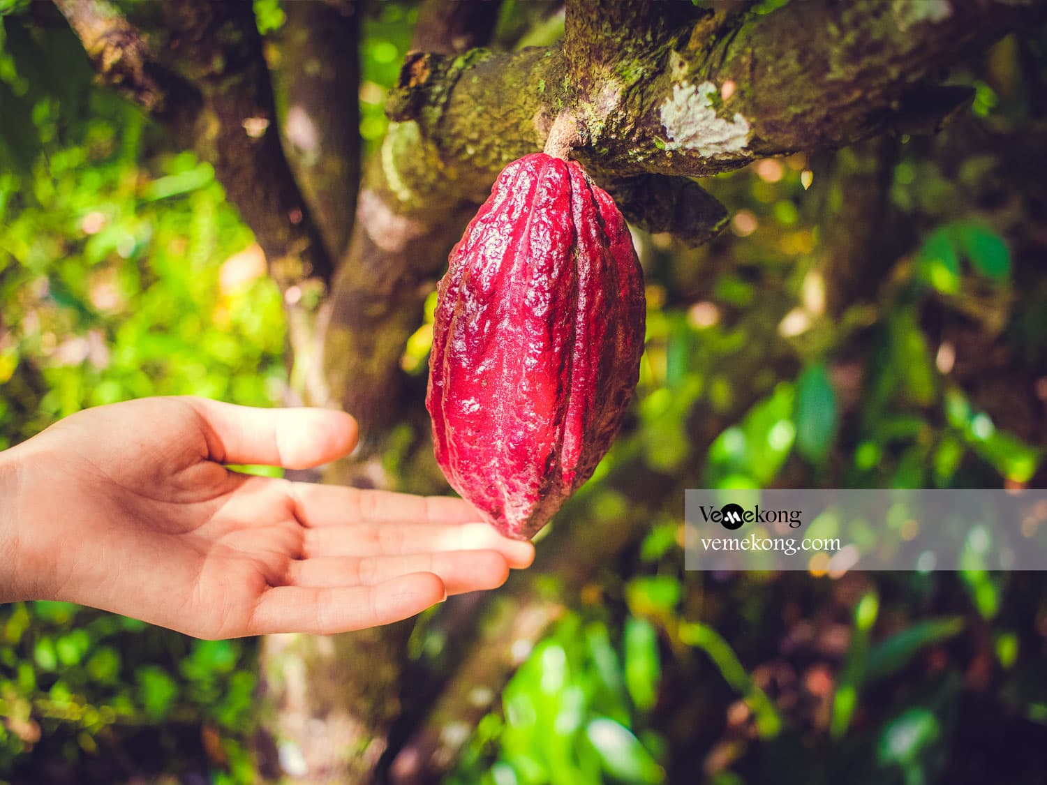 Can Tho River Tour & Cooking Class in the Tropical Garden (8 hours)