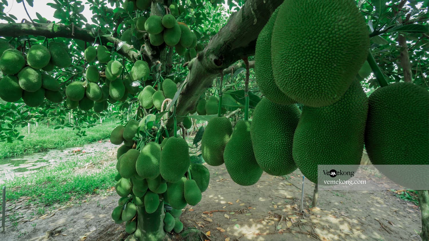 Can Tho River Tour & Cooking Class in the Tropical Garden (8 hours)
