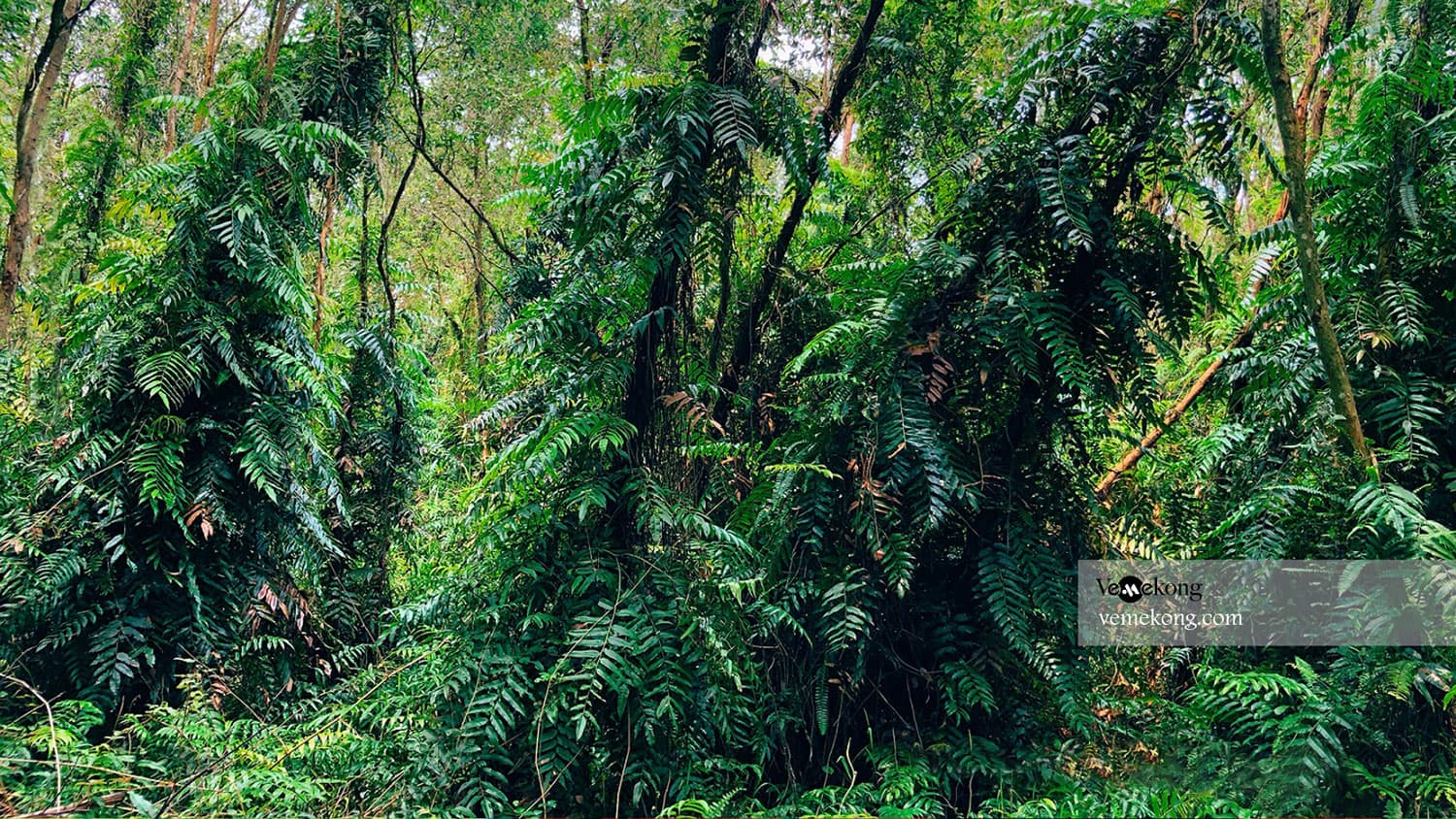 Lung Ngoc Hoang Forest Nature Reserve Tour From Can Tho