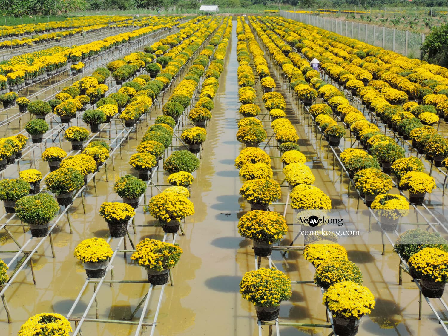 Sa Dec City Tour & Xeo Quyt forest Half Day (Start & End in Sadec)