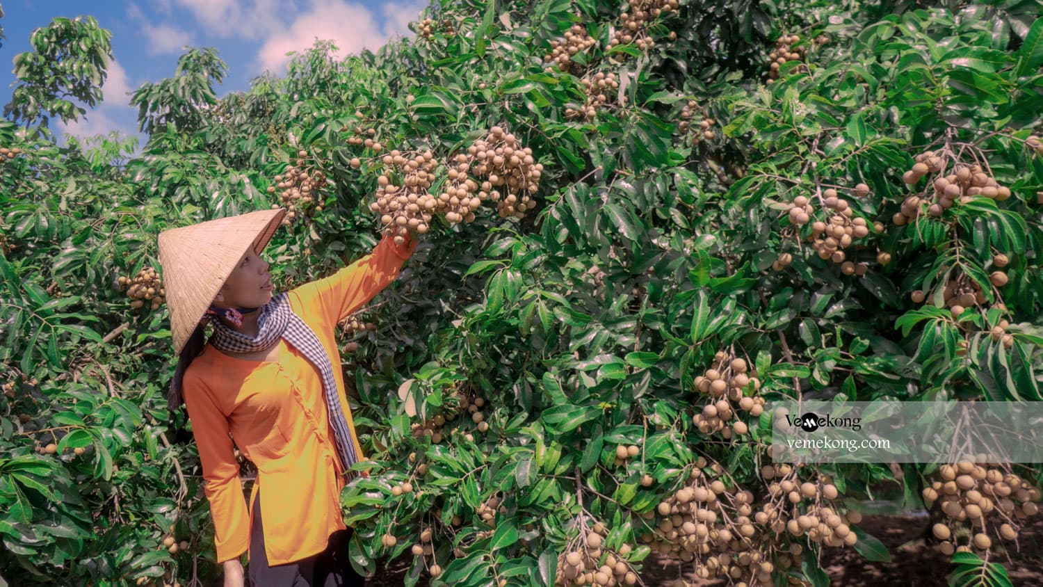 Can Tho Floating Market & U-Pick & Taste Fruit Garden Tour