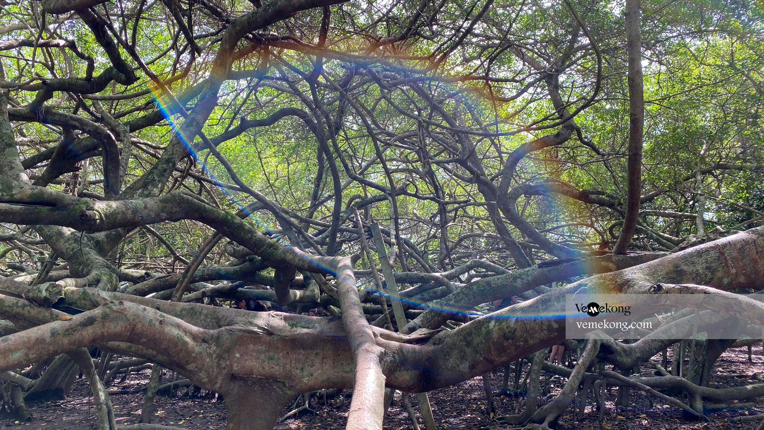 Lung Ngoc Hoang Forest Nature Reserve Tour From Can Tho