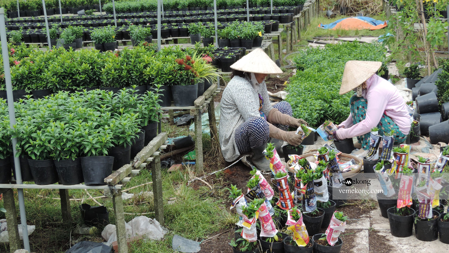 Xeo Quyt Forest tour from HCMC to Can Tho 1 day