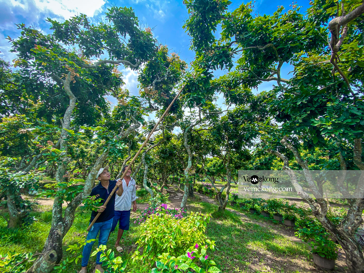 Can Tho U-Pick & Taste Fruit Garden Tour