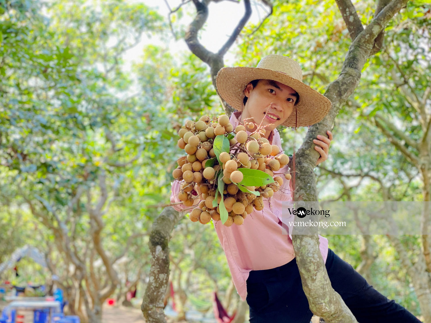 Can Tho U-Pick & Taste Fruit Garden Tour